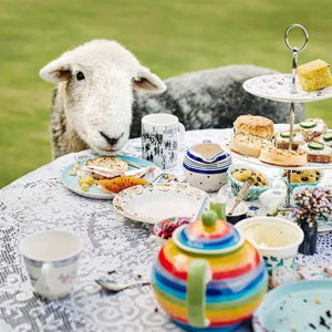 Tea with Naughty Sheep - Honeymoon Experience