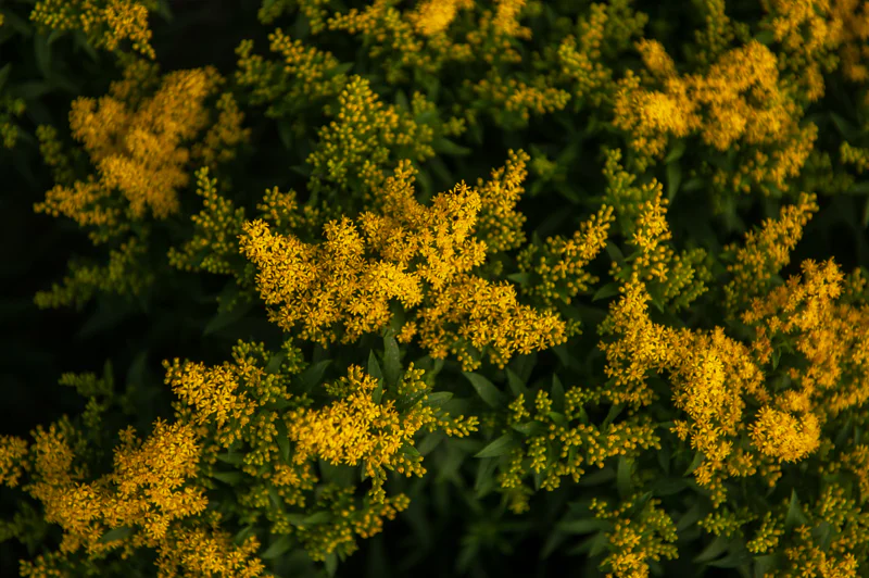 Goldenrod growing in a dense cluster with vibrant yellow flowers