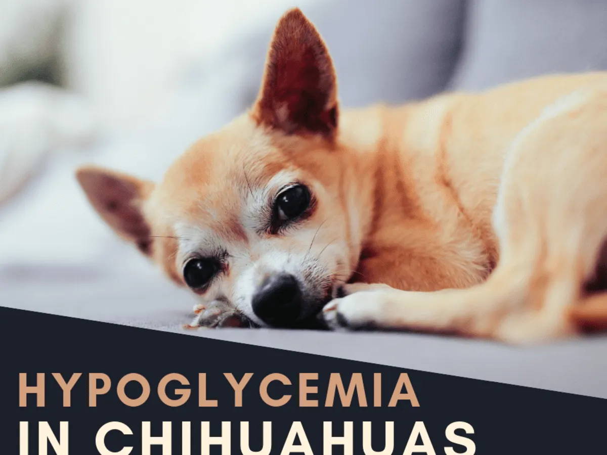 life span of chihuahua