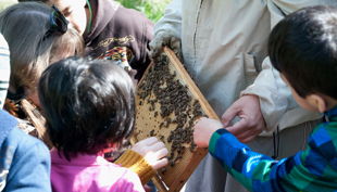 bienen bausmuehle natuerlich lernen solingen
