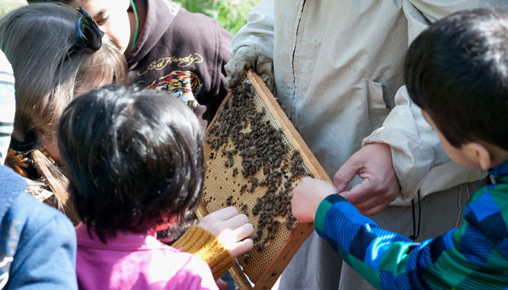 bienen bausmuehle natuerlich lernen solingen