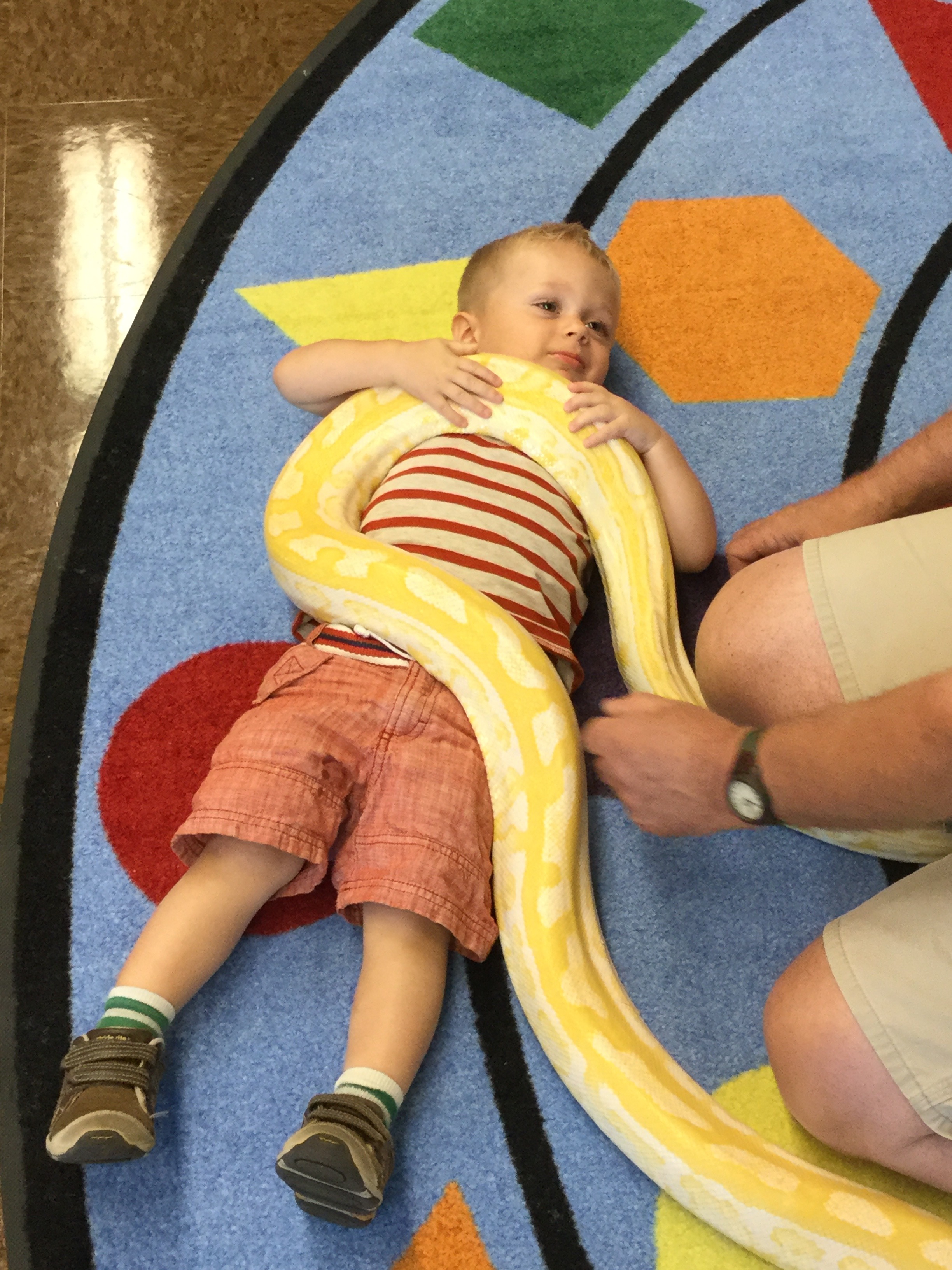 Little boy lies on the floor happily as a trained animal expert supervises the Burmese python placed on him