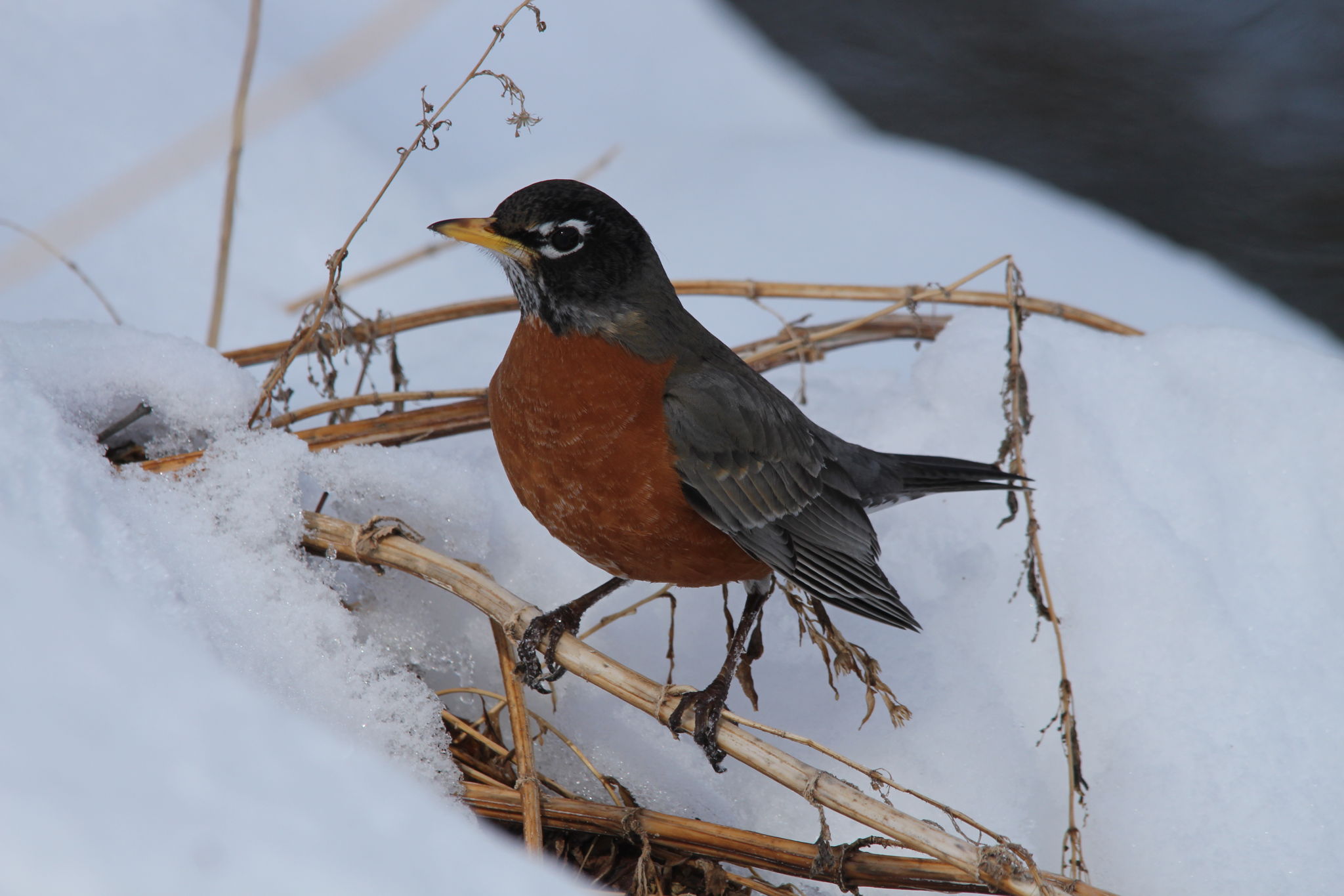 Robin