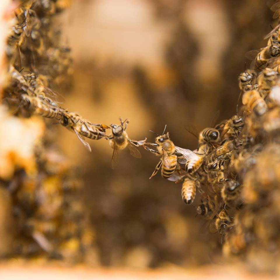 Photo of honeybees festooning