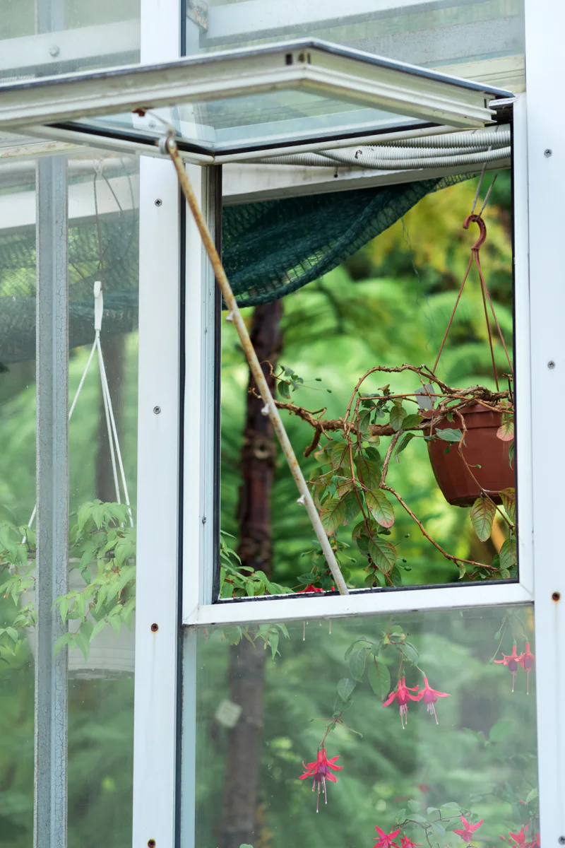 Glass greenhouse with an open window to improve ventilation