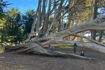Peninsula Forest and Beach School