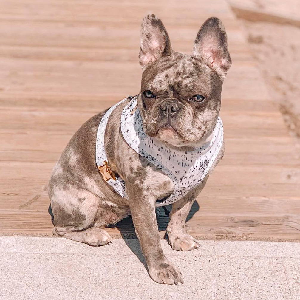 french bulldog harness