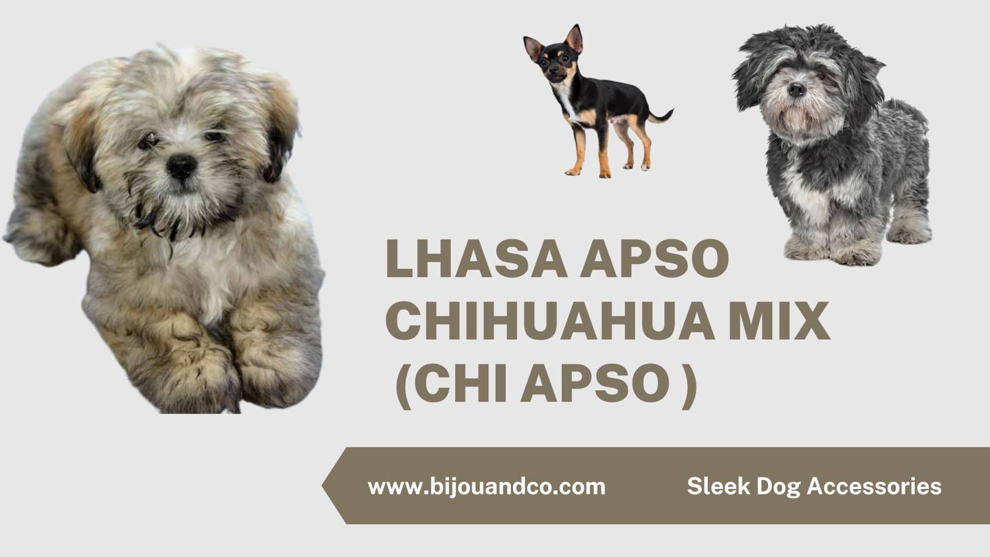 🐕 Lhasa Apso Chihuahua Mix (Chi Apso Dog) The Guide (+ Pictures) – Bijou  and Co.