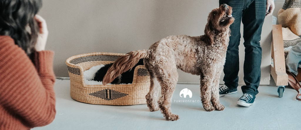 Woven Dog Bed Basket - Wicker Dog Bed Basket | DOG BASKET