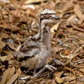 emu_hatching_chick