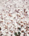 Sustainable Organic Cotton Photo