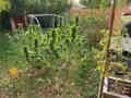 outdoor cannabis plants in the flowering stage almost ready for harvest, with a swing in the background