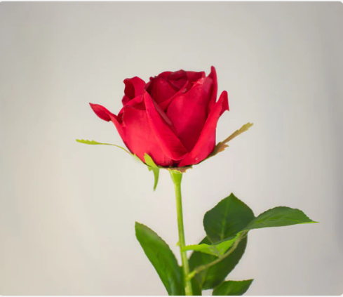 Red Large Real Touch Rose - Realistic Artificial Flowers
