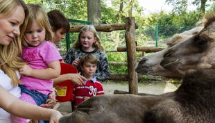 zoom erlebniswelt kinder mit trampeltieren