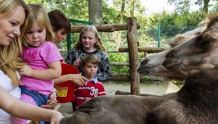 zoom erlebniswelt kinder mit trampeltieren