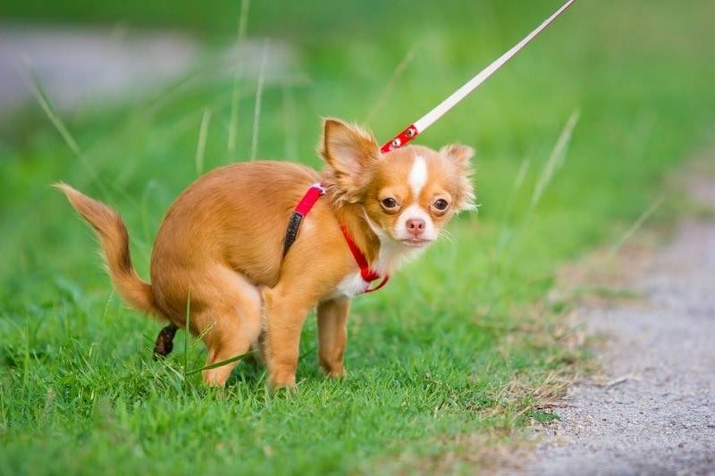 how to potty train a chihuahua