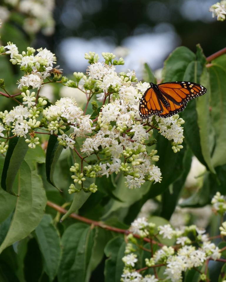 Monarch butterfly feeding on the nectar of seven-son flower plants