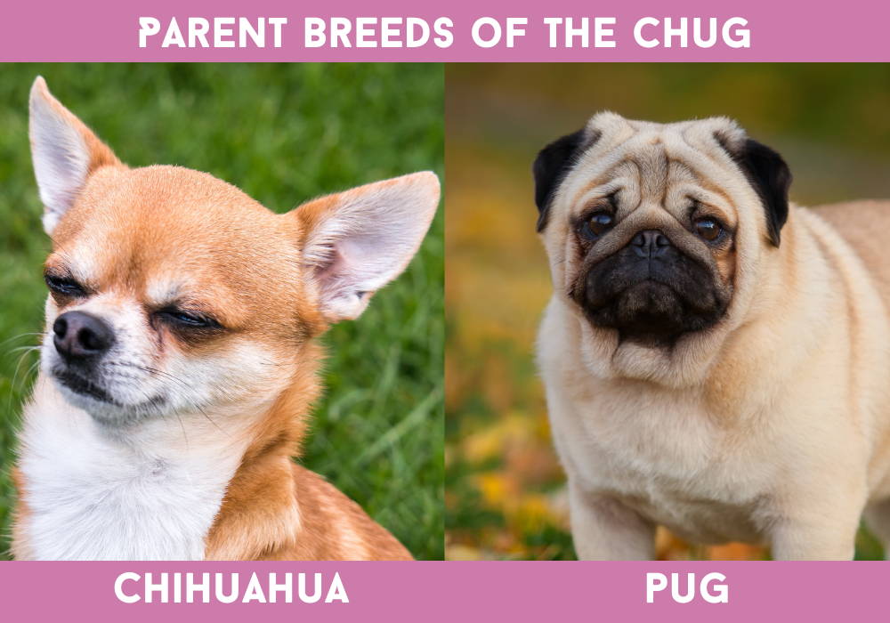 chihuahua and pug mixed
