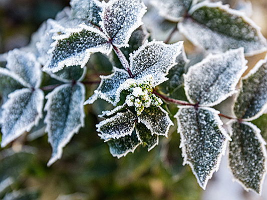  Zermatt
- In einem Wintergarten können nicht nur mediterrane Pflanzen überwintern. Profitieren auch Sie von den Vorteilen dieser gemütlichen Wohlfühloase.