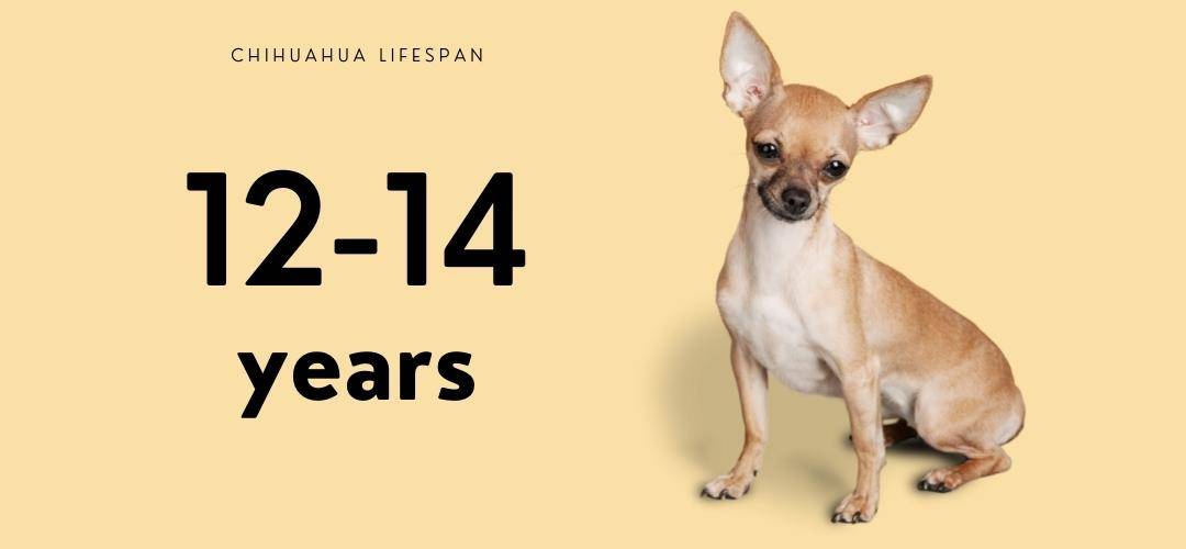 chihuahua lifespan