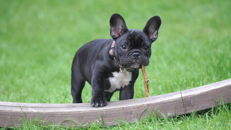 french bulldog 6 months old
