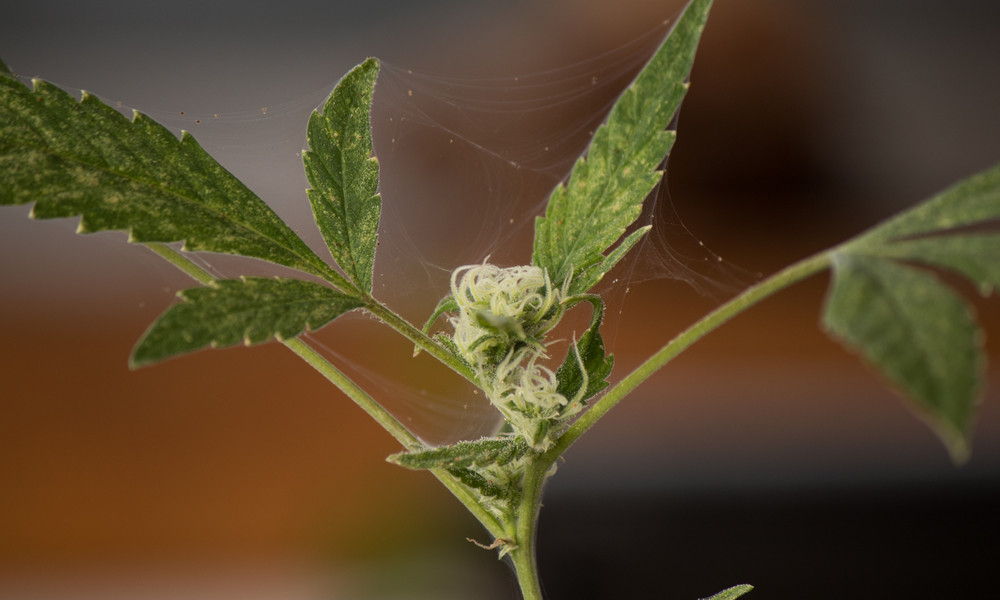 Spider Mites on Cannabis Plant 