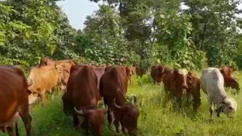 Free Grazed Gir Cows in the forest