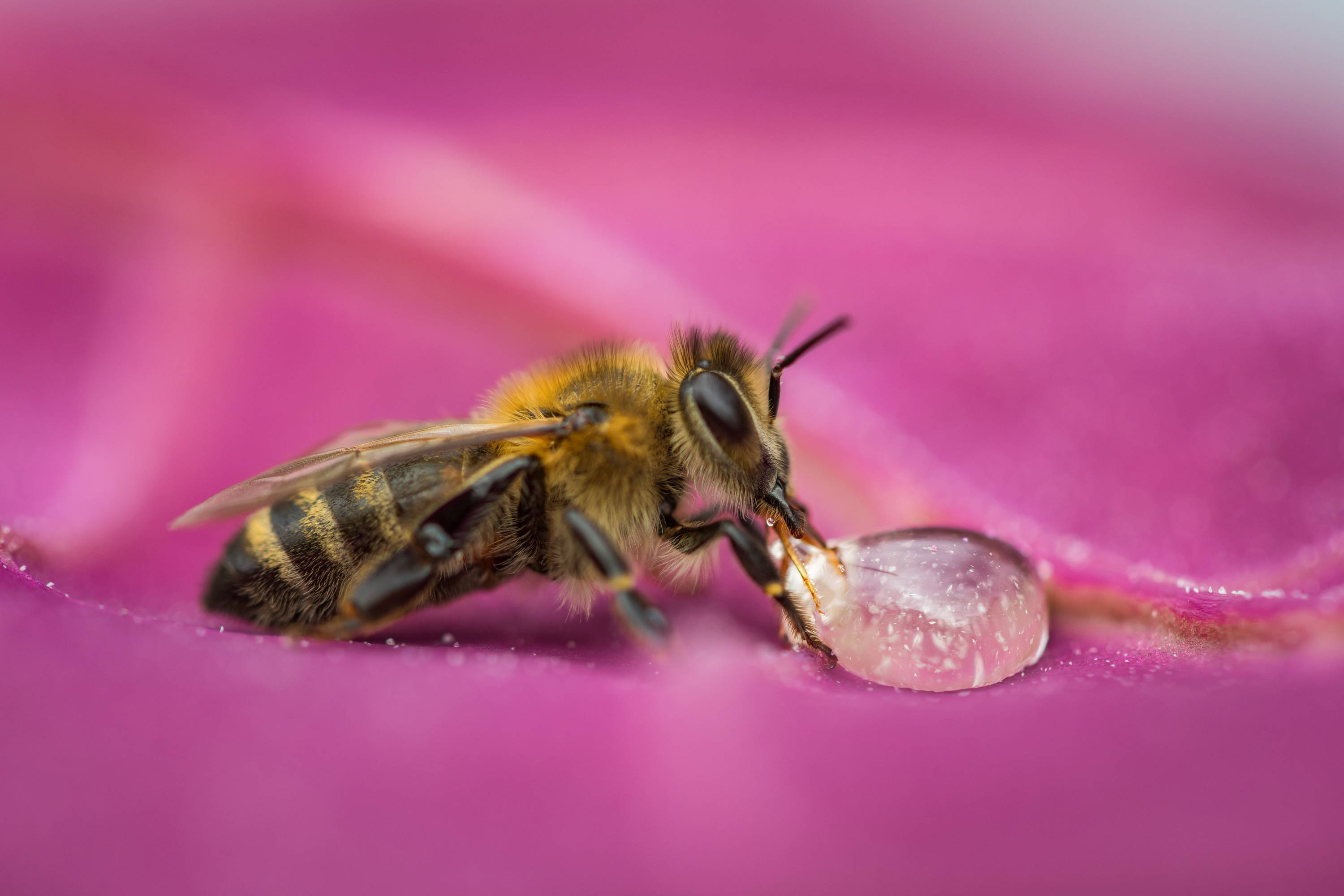Biene saugt Nektar auf