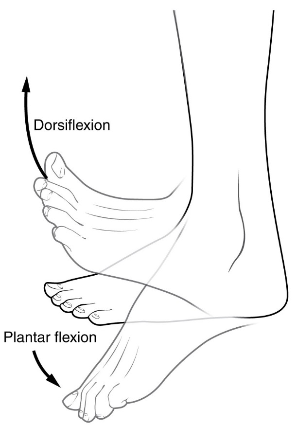 dorsiflexion and other terms of motion for the foot