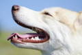 preventing dog periodontal disease