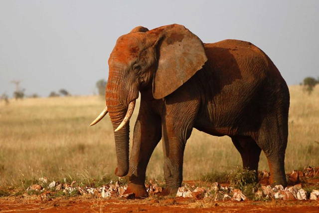 5 Days Amboseli, Tsavo West and East National Park