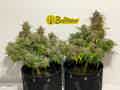 Two cannabis autoflowers in the late flowering stage, beside each other with a white background with BudTrainer's logo