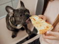 Frenchie dog trying to eat a piece of pizza