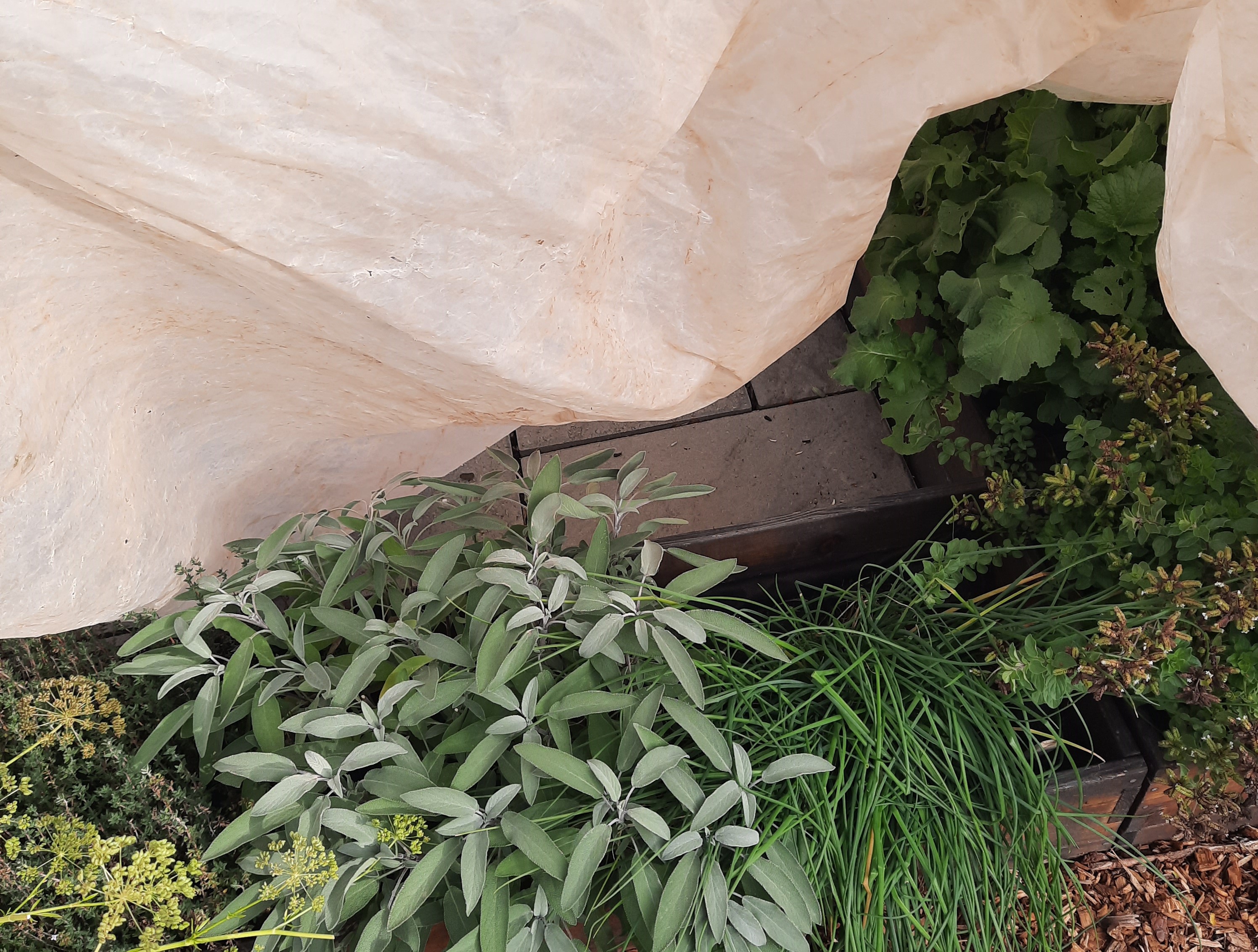 Herb plants underneath plastic covering