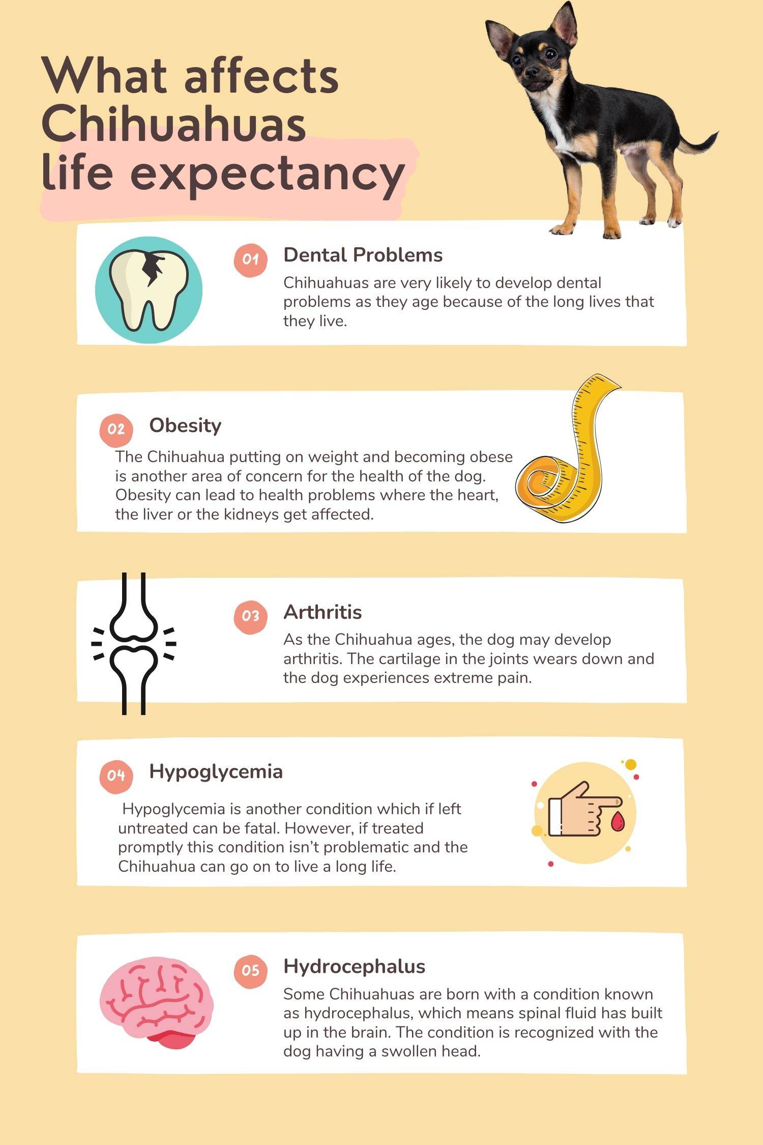 chihuahuas life expectancy
