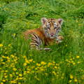 laying tiger, watching through the forest grasslands