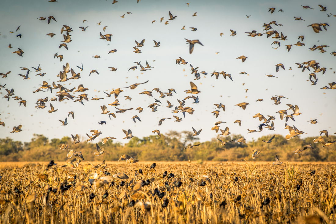 Cloud of doves over a Córdoba sunflower field