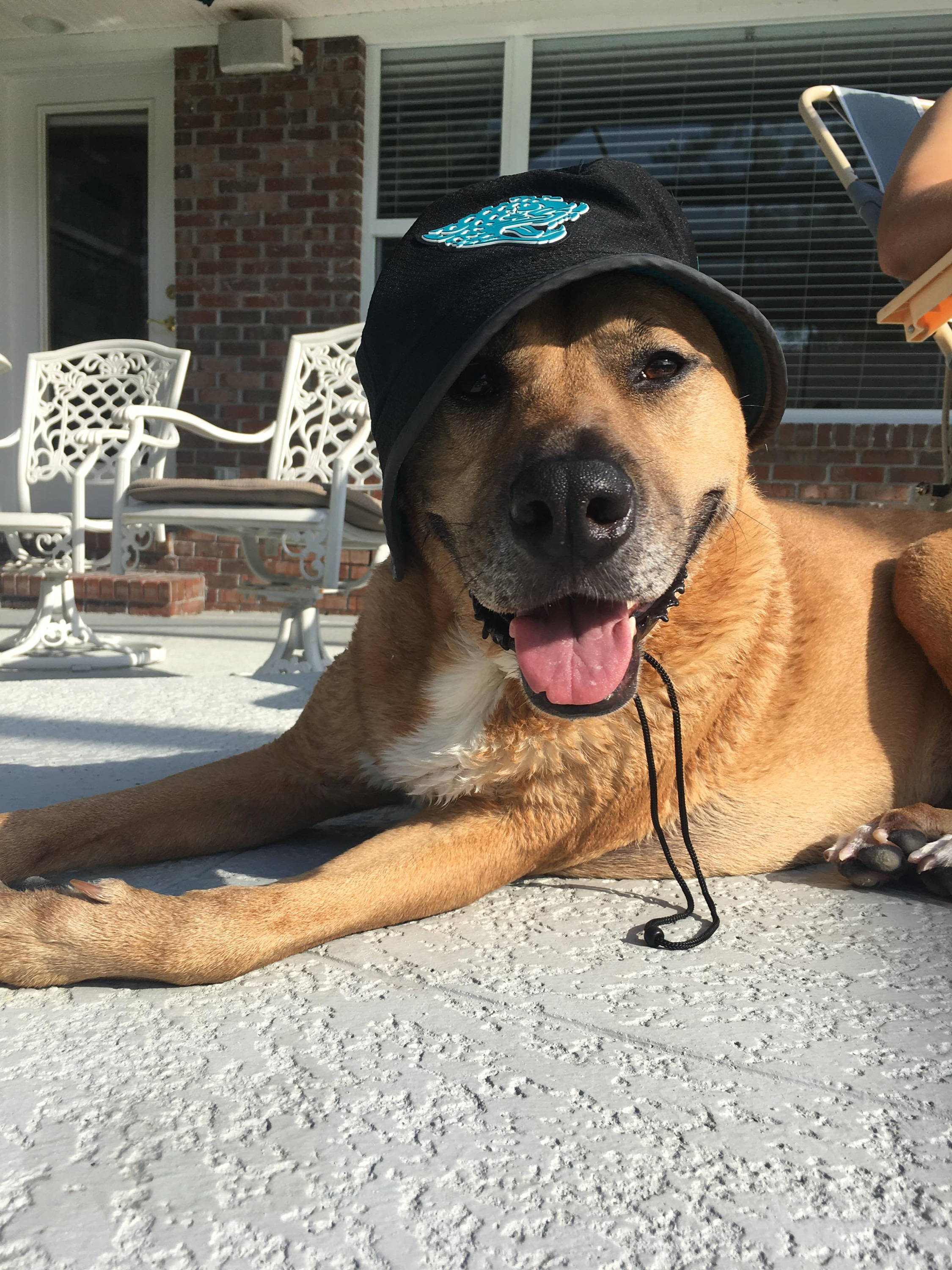 abbey the dog wearing a hat