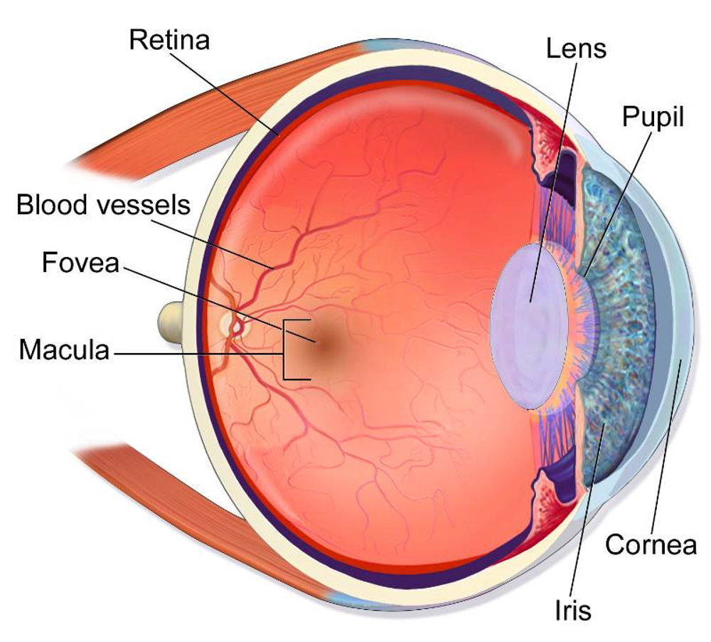 The retina