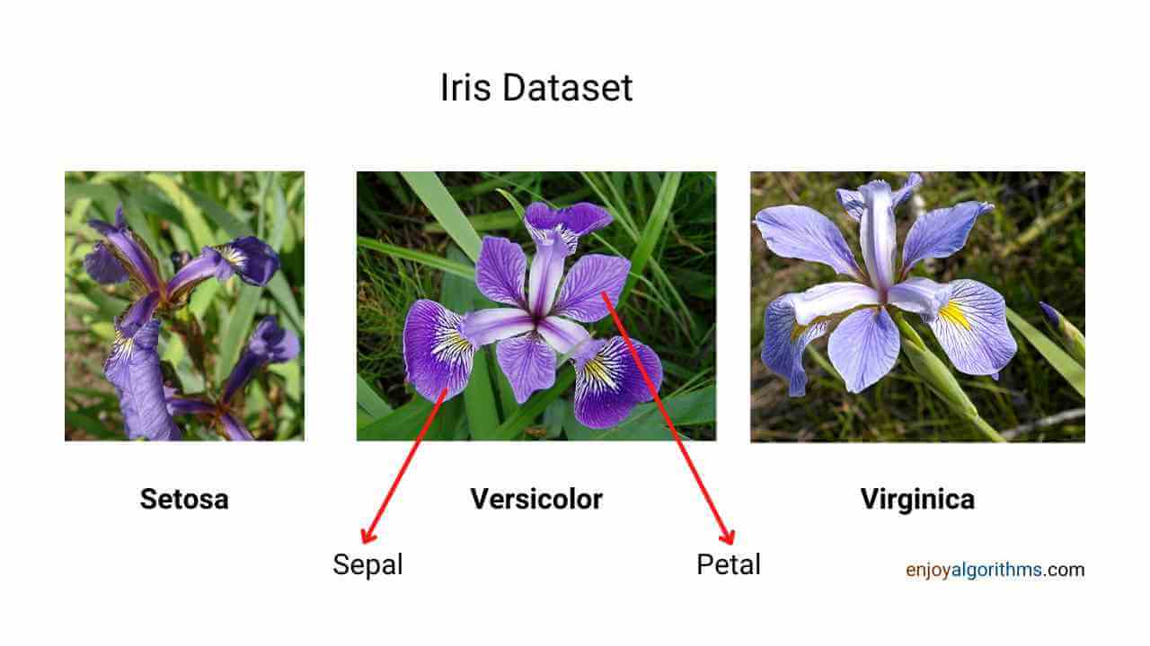 What are the classes in IRIS dataset?