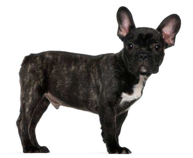 french bulldog 3 months old
