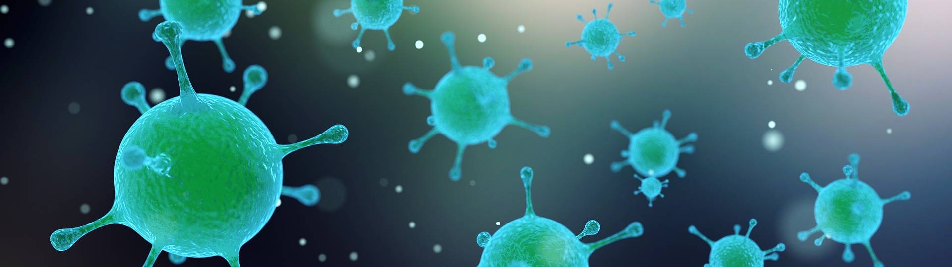 Wie vermehren sich Viren?