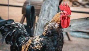 rolfs streichelzoo hahn