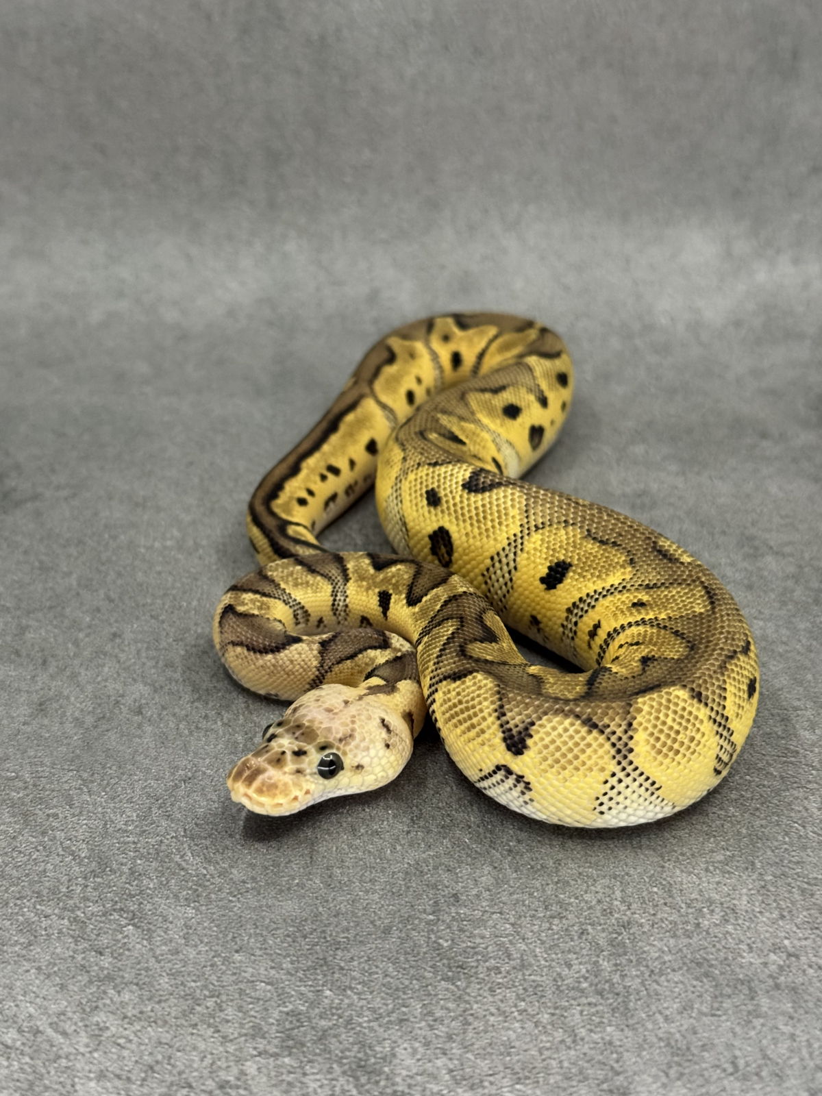 Pastel Clown Het Desert Ghost