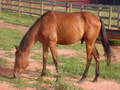 side view young brown horse Body Condition Score 4