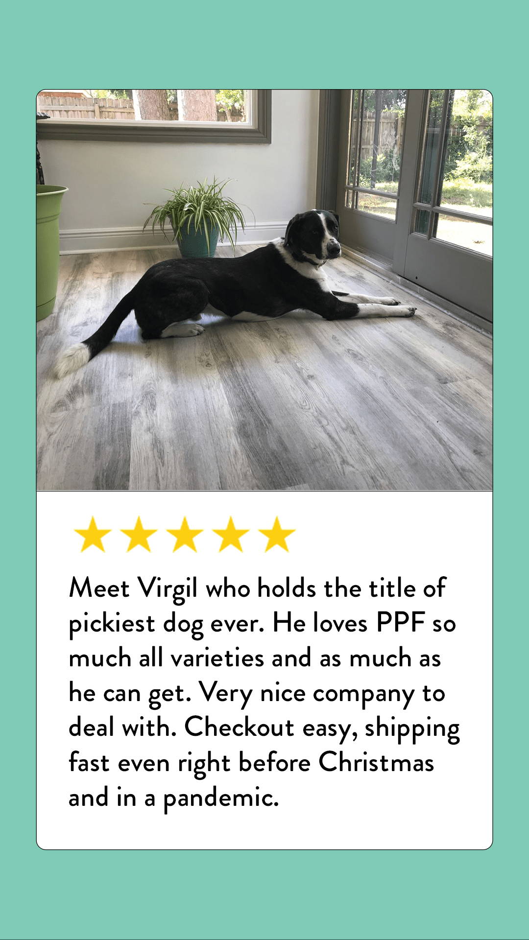 A picture of Virgil, a dog who was described as no longer a picky eater in a review from its owner now that they found Portland Pet Food.