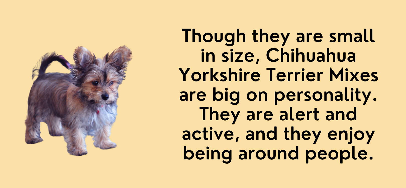 chorkie dog