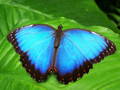 Beautiful Bright Blue Butterfly on Green Leaves