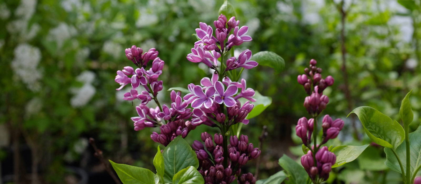 Greenhouses & Garden Center in Lexington, KY Michler's