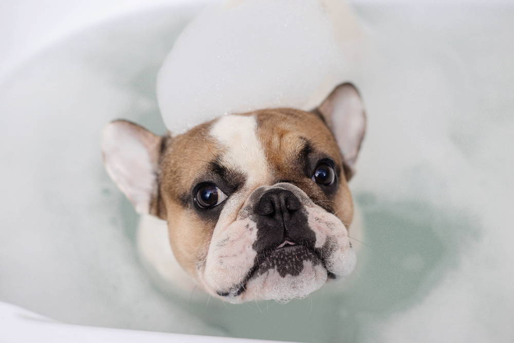 Bulldog getting a bath using a dog shampoo for dry skin